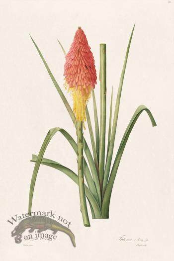 Les Liliacees Redoute 291